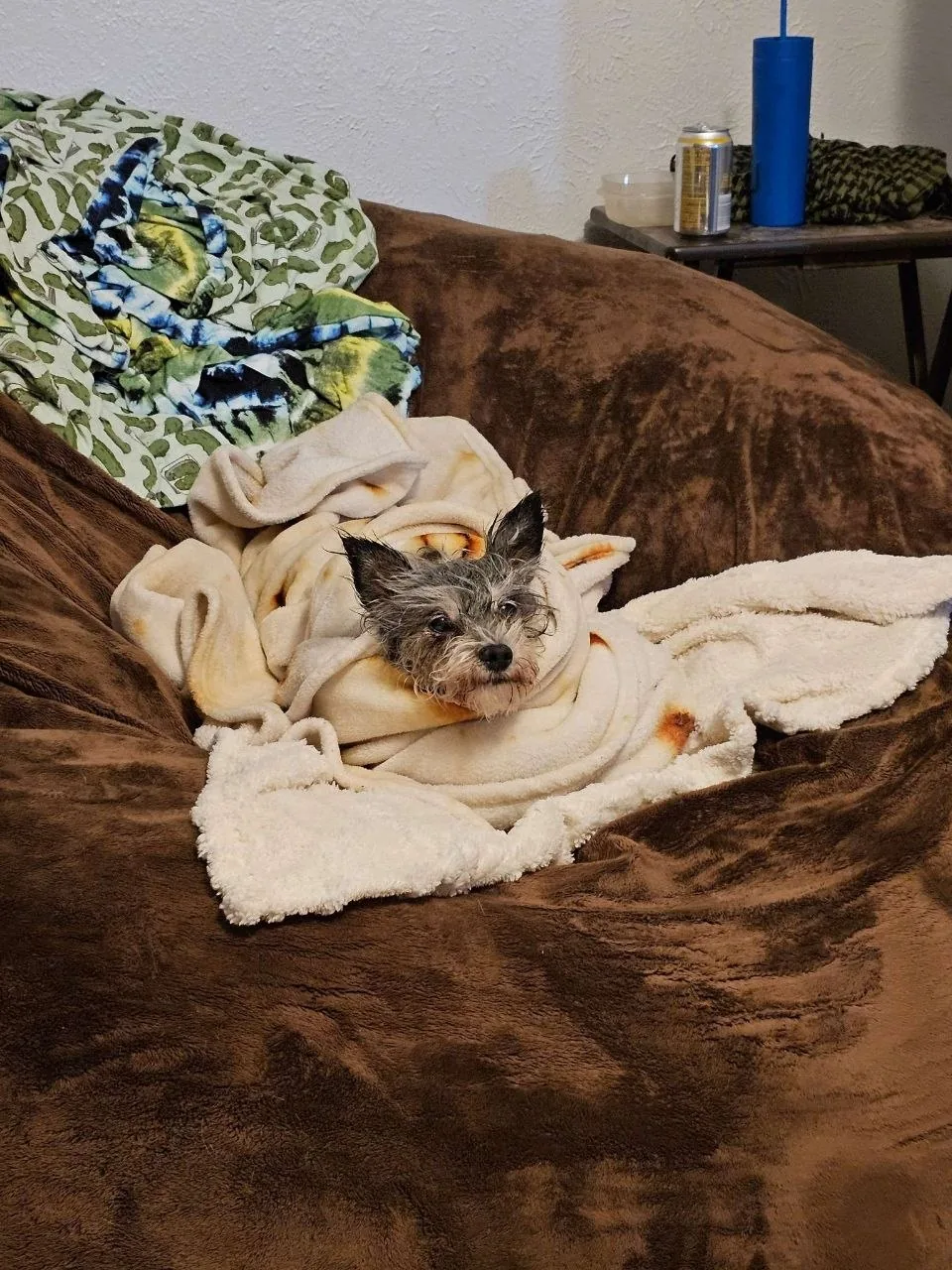 A small dog curled up among blankets