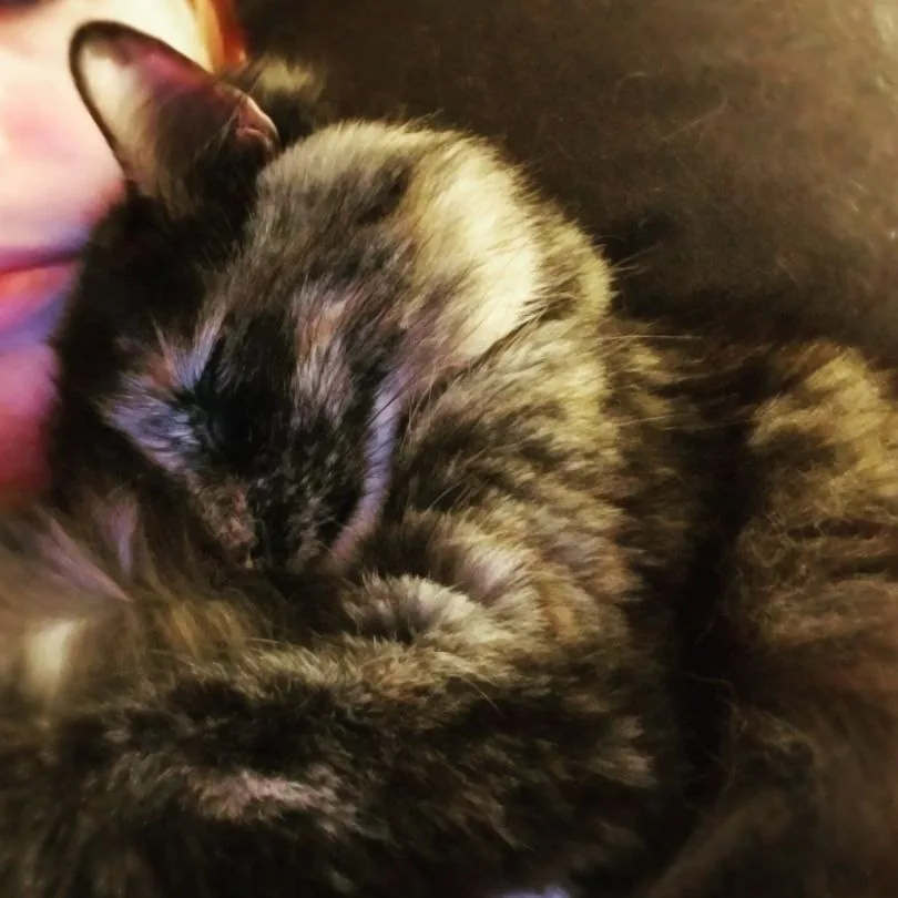 A tabby cat curled up asleep