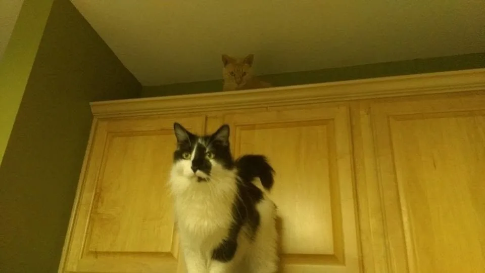 A black and white cat perched on a kitchen cabinet