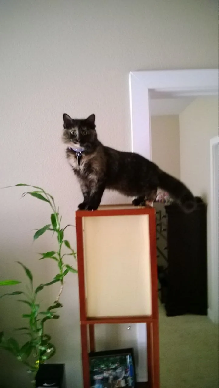 A cat balancing on a tall scratching post