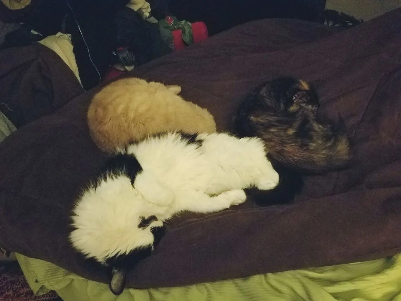 Cats resting together on the sofa