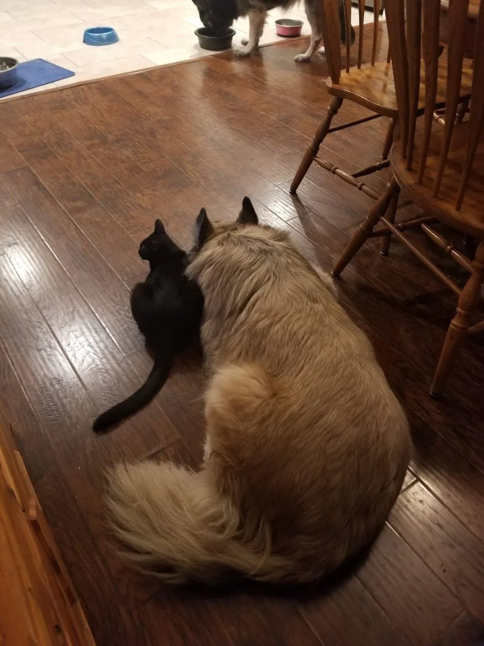A cat sitting beside a dog at home
