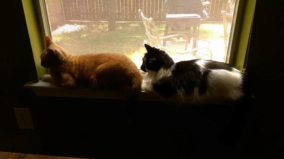 Two cats watching the light through a window