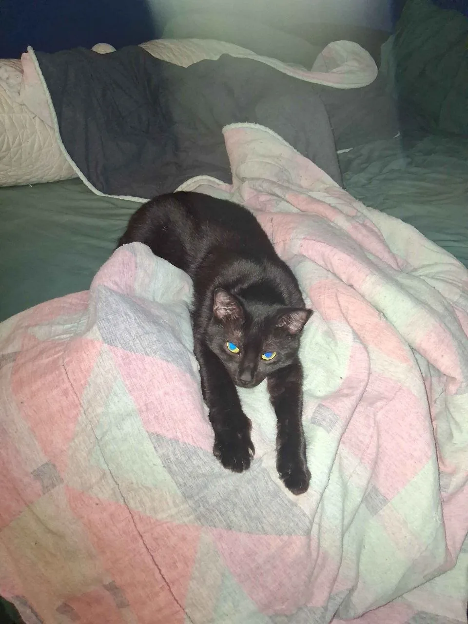 A dark cat stretched out on a pale blanket