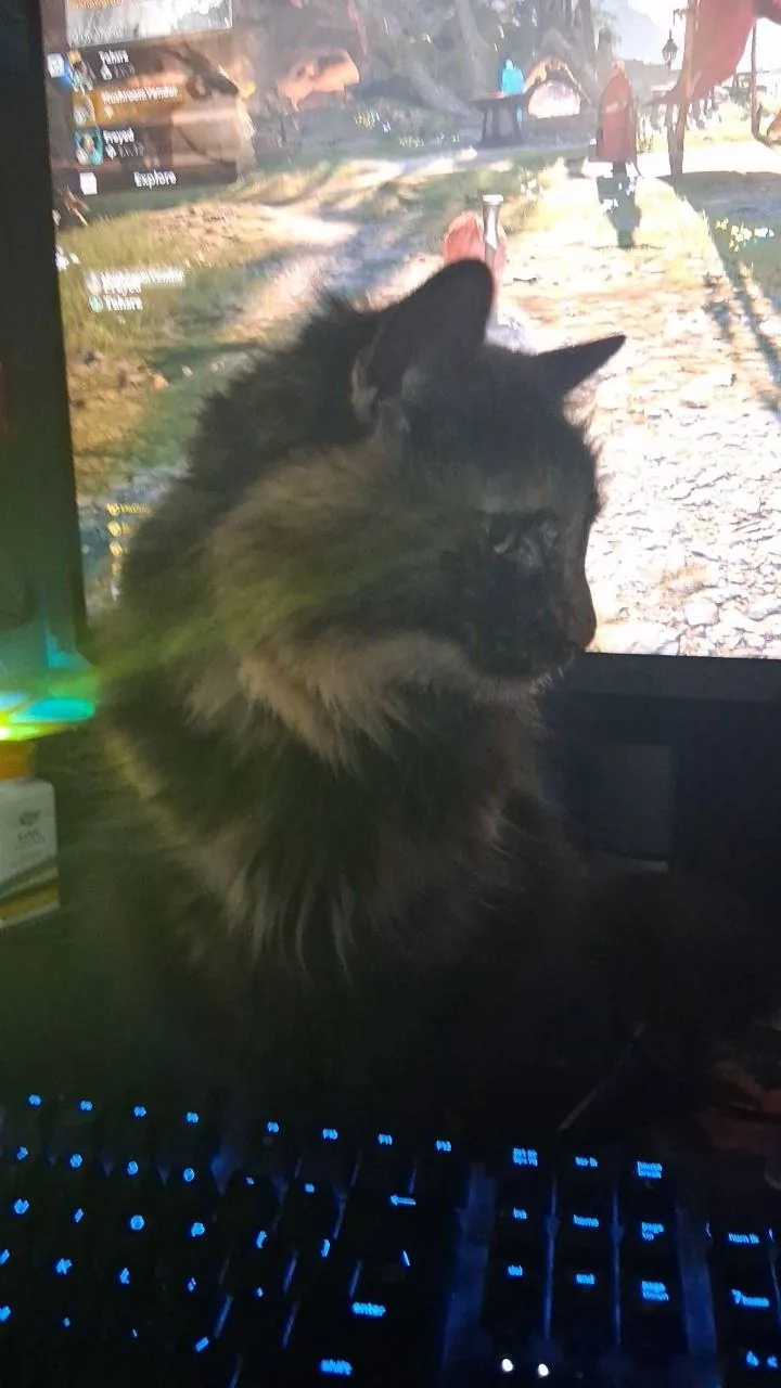 A cat sitting behind a keyboard