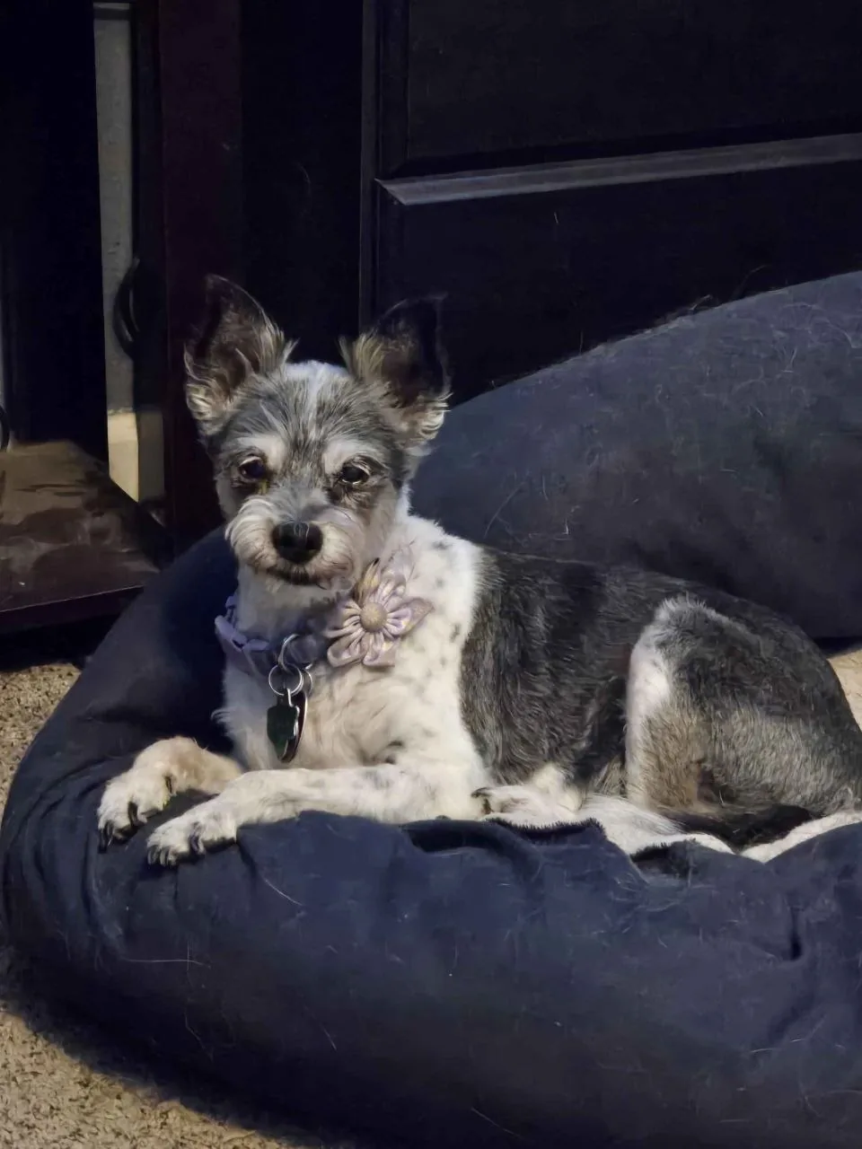A dog sitting on the sofa